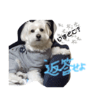 マルプー 愛犬ラテくん1010（個別スタンプ：21）