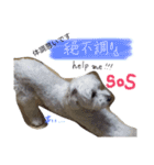 マルプー 愛犬ラテくん1010（個別スタンプ：23）