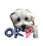 マルプー 愛犬ラテくん1010（個別スタンプ：24）