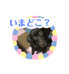 チョコラブのアモーレその2（個別スタンプ：6）