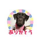チョコラブのアモーレその2（個別スタンプ：7）