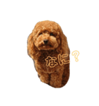 のんちゃんズ（個別スタンプ：1）