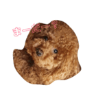 のんちゃんズ（個別スタンプ：2）