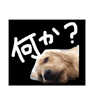 ゴールデンレトリバー★関西風にこりちゃん（個別スタンプ：1）