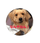 ゴールデンレトリバー★関西風にこりちゃん（個別スタンプ：3）