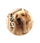 ゴールデンレトリバー★関西風にこりちゃん（個別スタンプ：7）