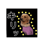 ゴールデンレトリバー★関西風にこりちゃん（個別スタンプ：8）