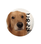 ゴールデンレトリバー★関西風にこりちゃん（個別スタンプ：9）