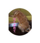 ゴールデンレトリバー★関西風にこりちゃん（個別スタンプ：14）