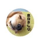 ゴールデンレトリバー★関西風にこりちゃん（個別スタンプ：16）