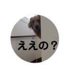 ゴールデンレトリバー★関西風にこりちゃん（個別スタンプ：17）