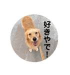 ゴールデンレトリバー★関西風にこりちゃん（個別スタンプ：20）