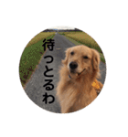 ゴールデンレトリバー★関西風にこりちゃん（個別スタンプ：21）