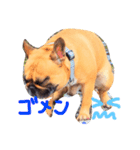 フレブルまろん（個別スタンプ：1）