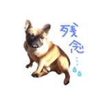 フレブルまろん（個別スタンプ：8）