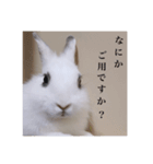 ミニうさぎのそーちゃん（個別スタンプ：1）