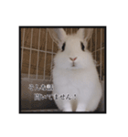 ミニうさぎのそーちゃん（個別スタンプ：2）