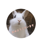 ミニうさぎのそーちゃん（個別スタンプ：3）