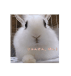 ミニうさぎのそーちゃん（個別スタンプ：6）