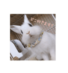 ミニうさぎのそーちゃん（個別スタンプ：8）