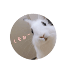 ミニうさぎのそーちゃん（個別スタンプ：13）