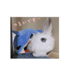 ミニうさぎのそーちゃん（個別スタンプ：14）