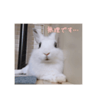 ミニうさぎのそーちゃん（個別スタンプ：16）