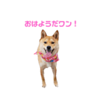 柴犬ももちゃん 写真バージョン part.3（個別スタンプ：1）