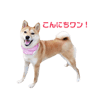 柴犬ももちゃん 写真バージョン part.3（個別スタンプ：2）
