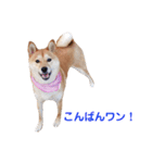 柴犬ももちゃん 写真バージョン part.3（個別スタンプ：3）