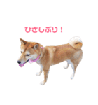柴犬ももちゃん 写真バージョン part.3（個別スタンプ：4）