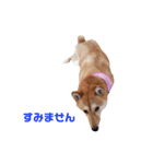 柴犬ももちゃん 写真バージョン part.3（個別スタンプ：5）