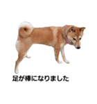 柴犬ももちゃん 写真バージョン part.3（個別スタンプ：8）