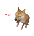 柴犬ももちゃん 写真バージョン part.3（個別スタンプ：9）