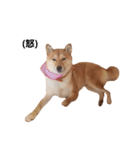 柴犬ももちゃん 写真バージョン part.3（個別スタンプ：10）