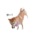 柴犬ももちゃん 写真バージョン part.3（個別スタンプ：12）
