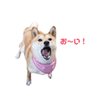 柴犬ももちゃん 写真バージョン part.3（個別スタンプ：14）