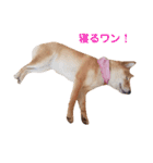 柴犬ももちゃん 写真バージョン part.3（個別スタンプ：15）