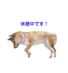 柴犬ももちゃん 写真バージョン part.3（個別スタンプ：16）