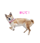 柴犬ももちゃん 写真バージョン part.3（個別スタンプ：17）