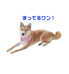 柴犬ももちゃん 写真バージョン part.3（個別スタンプ：18）