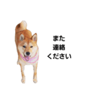 柴犬ももちゃん 写真バージョン part.3（個別スタンプ：19）