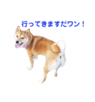 柴犬ももちゃん 写真バージョン part.3（個別スタンプ：20）