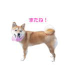 柴犬ももちゃん 写真バージョン part.3（個別スタンプ：21）