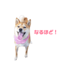 柴犬ももちゃん 写真バージョン part.3（個別スタンプ：22）