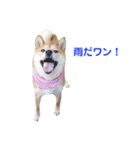 柴犬ももちゃん 写真バージョン part.3（個別スタンプ：23）