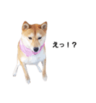 柴犬ももちゃん 写真バージョン part.3（個別スタンプ：24）