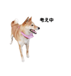 柴犬ももちゃん 写真バージョン part.3（個別スタンプ：26）