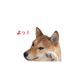 柴犬ももちゃん 写真バージョン part.3（個別スタンプ：29）