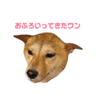 柴犬ももちゃん 写真バージョン part.3（個別スタンプ：30）